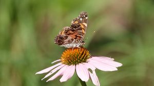 Preview wallpaper flower, petals, butterfly, wings, macro, blur