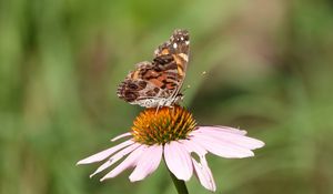 Preview wallpaper flower, petals, butterfly, wings, macro, blur