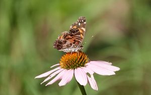 Preview wallpaper flower, petals, butterfly, wings, macro, blur