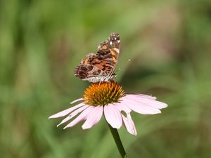 Preview wallpaper flower, petals, butterfly, wings, macro, blur