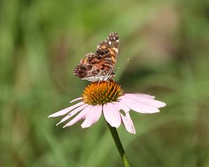 Preview wallpaper flower, petals, butterfly, wings, macro, blur