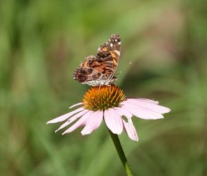 Preview wallpaper flower, petals, butterfly, wings, macro, blur