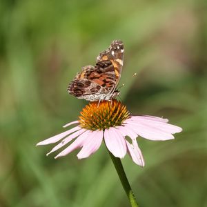 Preview wallpaper flower, petals, butterfly, wings, macro, blur
