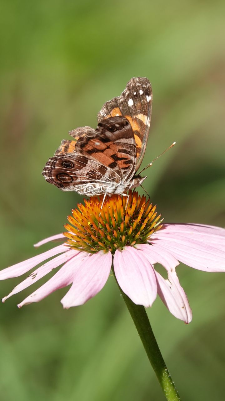 720x1280 Wallpaper flower, petals, butterfly, wings, macro, blur