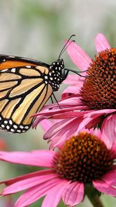 Preview wallpaper flower, petals, butterfly