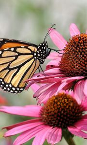 Preview wallpaper flower, petals, butterfly