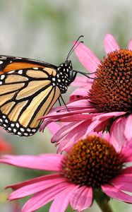 Preview wallpaper flower, petals, butterfly