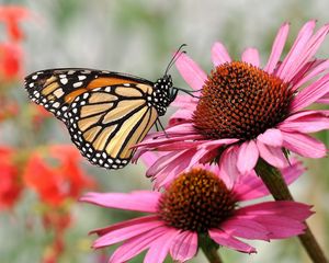 Preview wallpaper flower, petals, butterfly