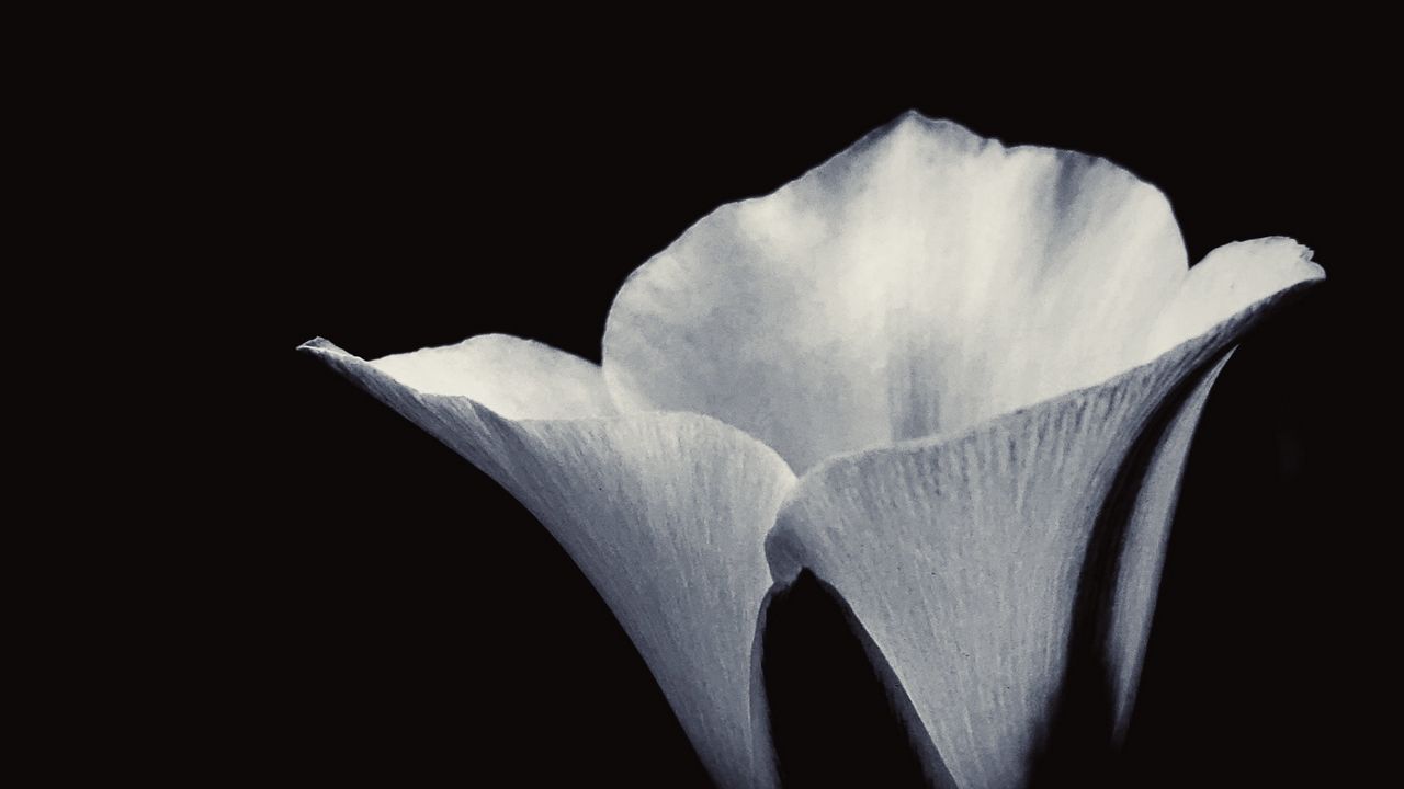 Wallpaper flower, petals, bw, black