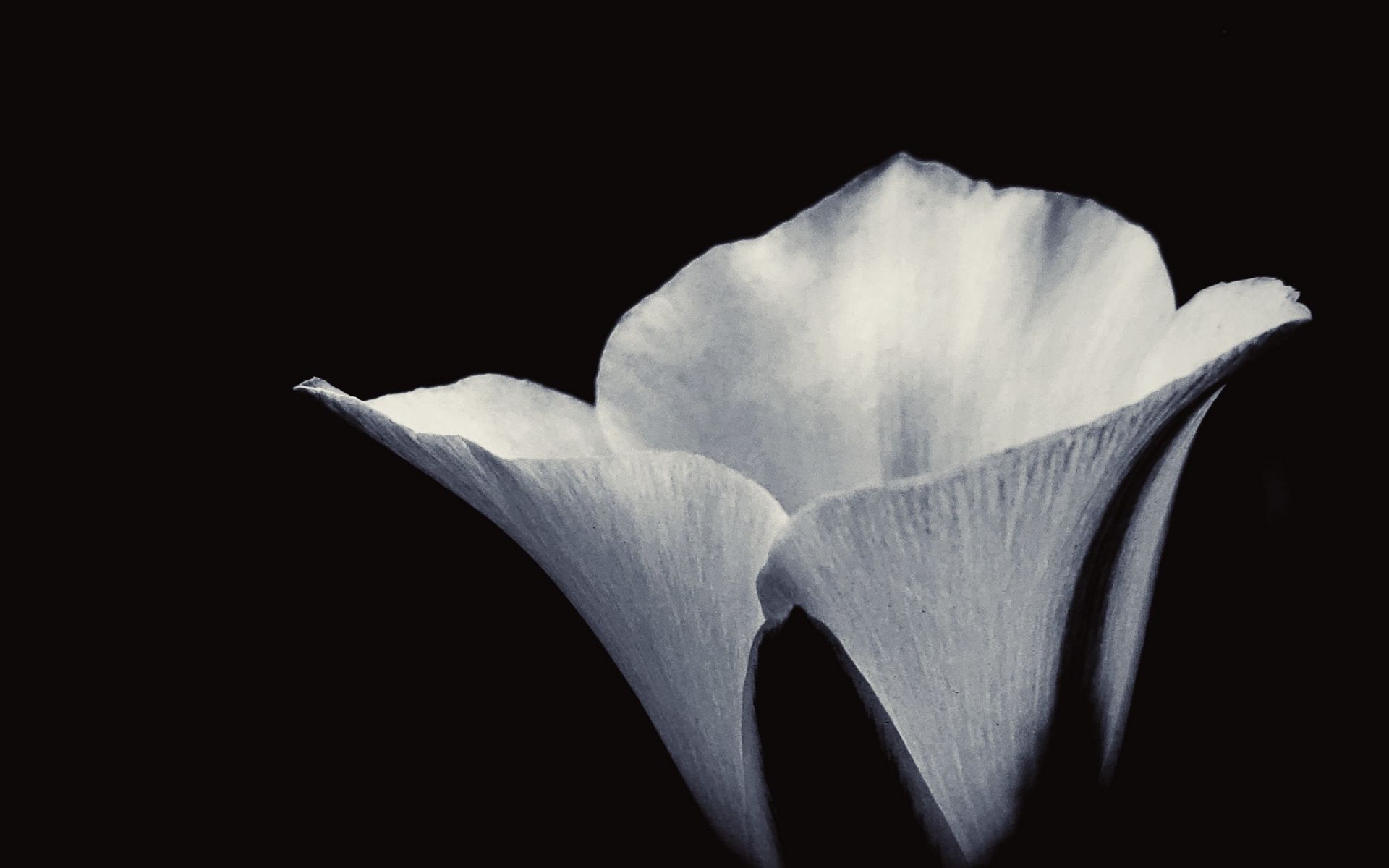 Download wallpaper 1920x1200 flower, petals, bw, black widescreen 16:10 ...