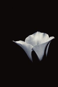 Preview wallpaper flower, petals, bw, black