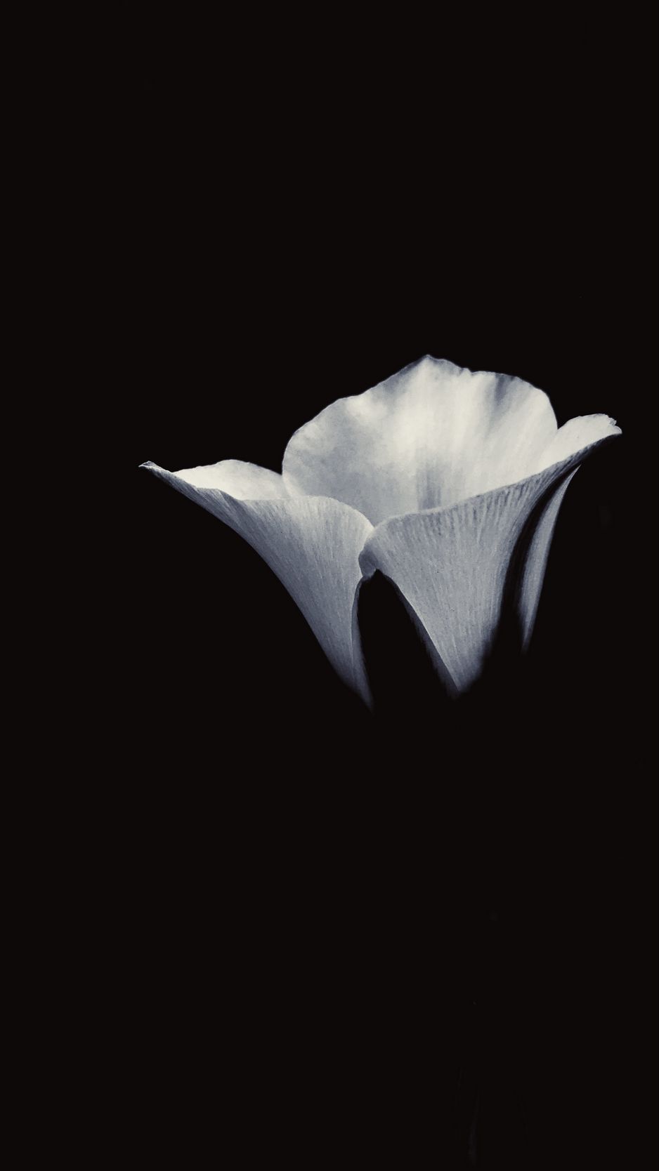 Download wallpaper 938x1668 flower, petals, bw, black iphone 8/7/6s/6