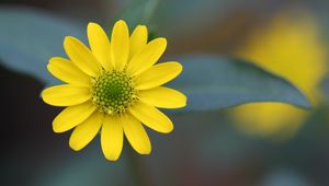 Preview wallpaper flower, petals, close-up, blurred