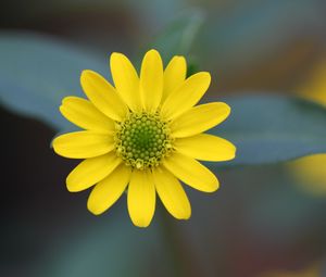 Preview wallpaper flower, petals, close-up, blurred