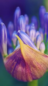 Preview wallpaper flower, petals, close-up