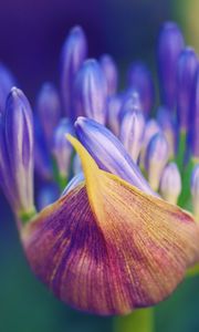 Preview wallpaper flower, petals, close-up