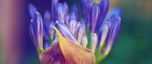 Preview wallpaper flower, petals, close-up