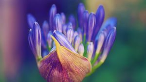 Preview wallpaper flower, petals, close-up