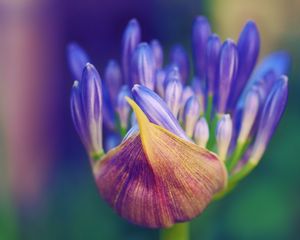 Preview wallpaper flower, petals, close-up