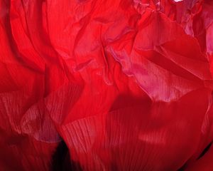 Preview wallpaper flower, petals, crumpled, red, texture