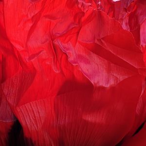 Preview wallpaper flower, petals, crumpled, red, texture