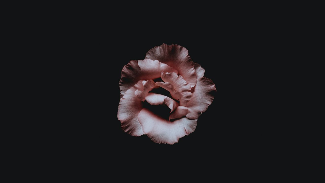 Wallpaper flower, petals, dark, bud