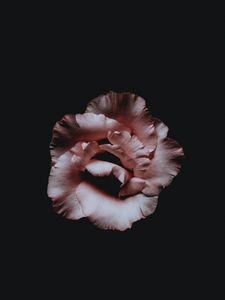 Preview wallpaper flower, petals, dark, bud