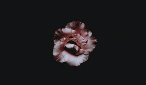 Preview wallpaper flower, petals, dark, bud