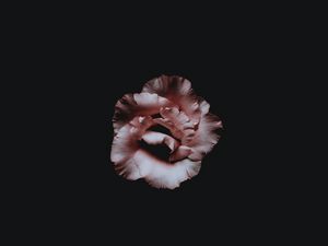 Preview wallpaper flower, petals, dark, bud