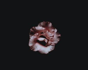 Preview wallpaper flower, petals, dark, bud