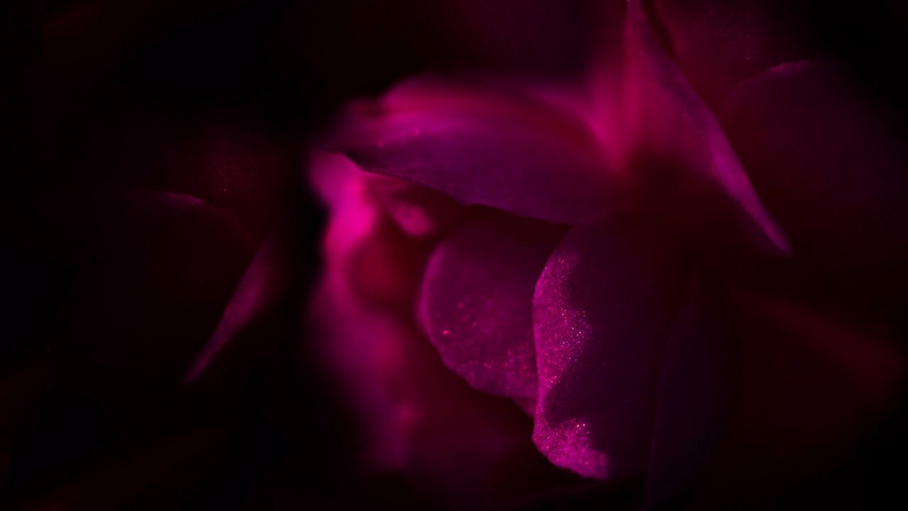 Wallpaper flower, petals, dark