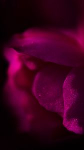 Preview wallpaper flower, petals, dark