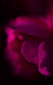 Preview wallpaper flower, petals, dark