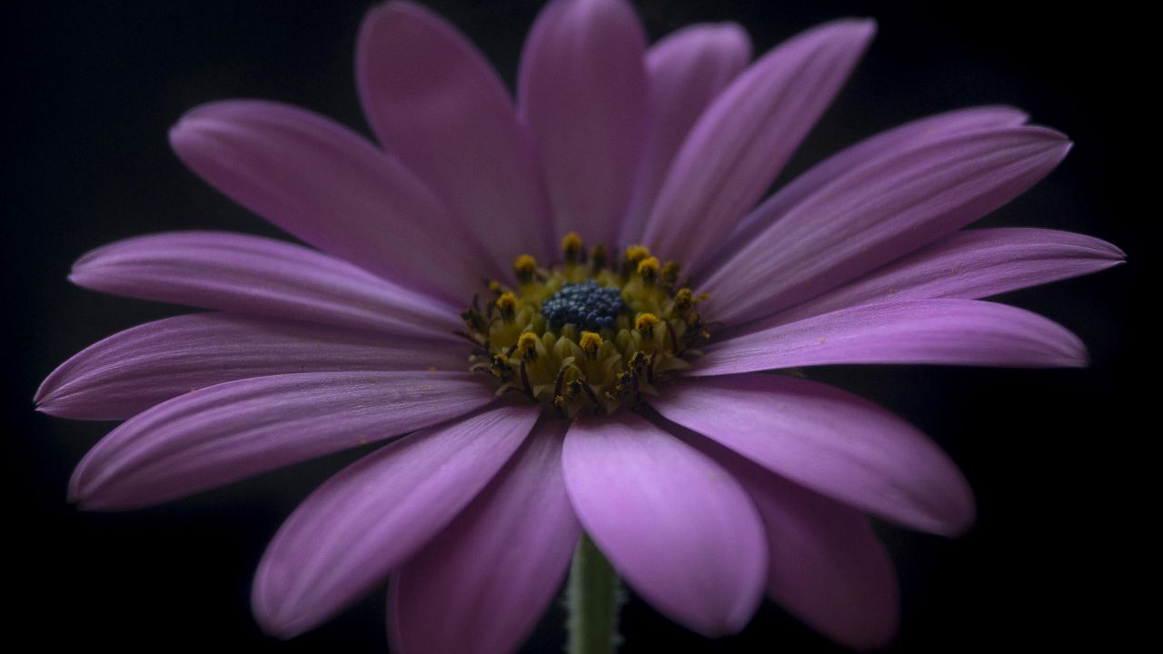 Wallpaper flower, petals, darkness, macro, purple hd, picture, image