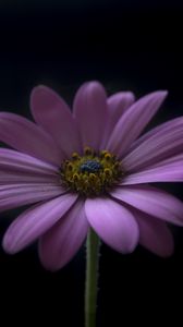 Preview wallpaper flower, petals, darkness, macro, purple