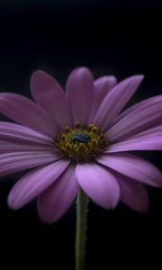 Preview wallpaper flower, petals, darkness, macro, purple