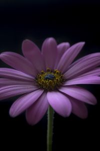 Preview wallpaper flower, petals, darkness, macro, purple