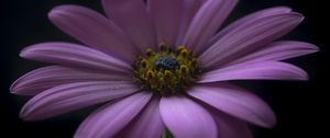Preview wallpaper flower, petals, darkness, macro, purple