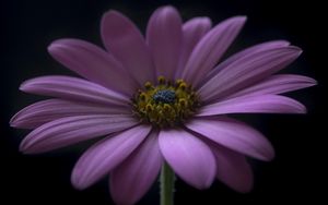 Preview wallpaper flower, petals, darkness, macro, purple