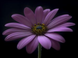 Preview wallpaper flower, petals, darkness, macro, purple