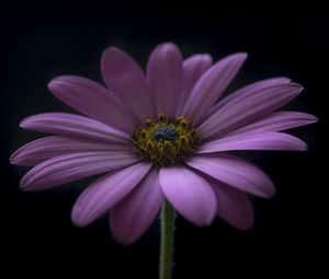 Preview wallpaper flower, petals, darkness, macro, purple