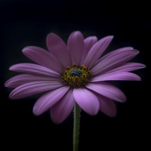 Preview wallpaper flower, petals, darkness, macro, purple