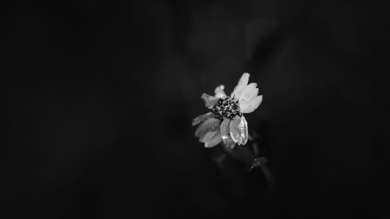 Wallpaper flower, petals, darkness, black and white, macro