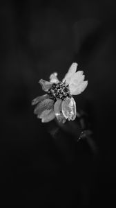 Preview wallpaper flower, petals, darkness, black and white, macro