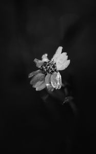 Preview wallpaper flower, petals, darkness, black and white, macro