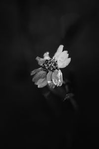 Preview wallpaper flower, petals, darkness, black and white, macro