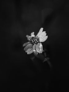 Preview wallpaper flower, petals, darkness, black and white, macro