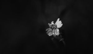 Preview wallpaper flower, petals, darkness, black and white, macro