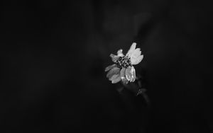 Preview wallpaper flower, petals, darkness, black and white, macro