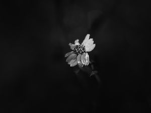 Preview wallpaper flower, petals, darkness, black and white, macro